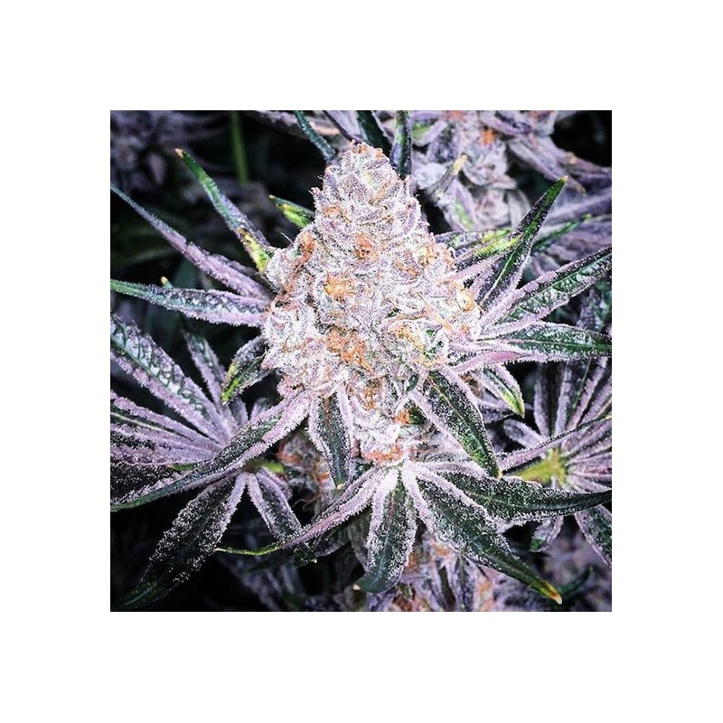 Purple Sunset RBX2 Femminizzata - Ethos Genetics