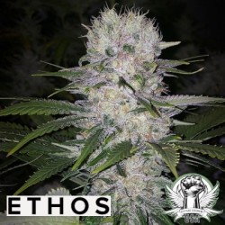 Skunk Hero RBX1 Femminizzata - Ethos Genetics
