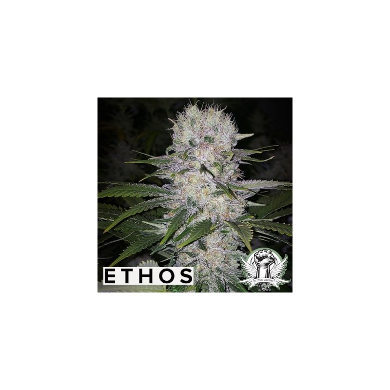 Skunk Hero RBX1 Femminizzata - Ethos Genetics
