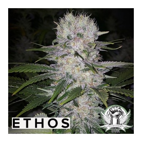Skunk Hero RBX1 Femminizzata - Ethos Genetics
