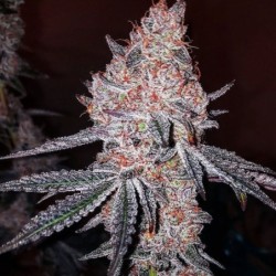 Strawberry Cookies OG R1 Femminizzata - Ethos Genetics