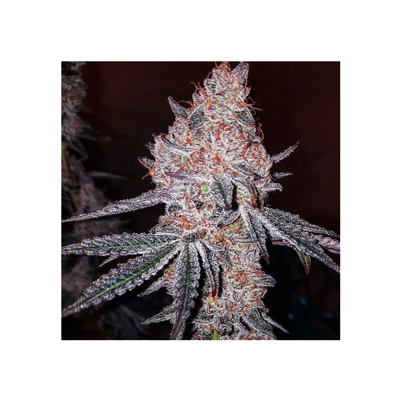 Strawberry Cookies OG R1 Femminizzata - Ethos Genetics