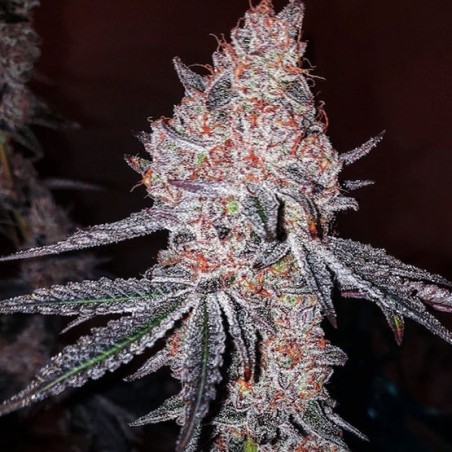 Strawberry Cookies OG R1 Femminizzata - Ethos Genetics
