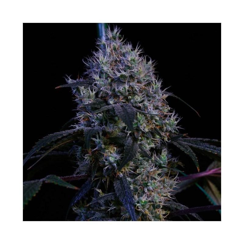 Super Lemon Haze RBX3 Femminizzata - Ethos Genetics