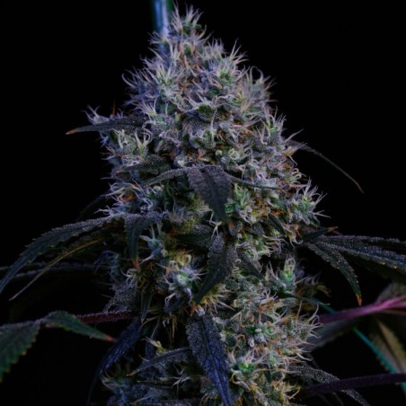 Super Lemon Haze RBX3 Femminizzata - Ethos Genetics