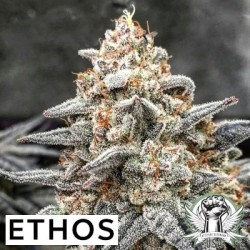 White Wedding RBX Femminizzata - Ethos Genetics