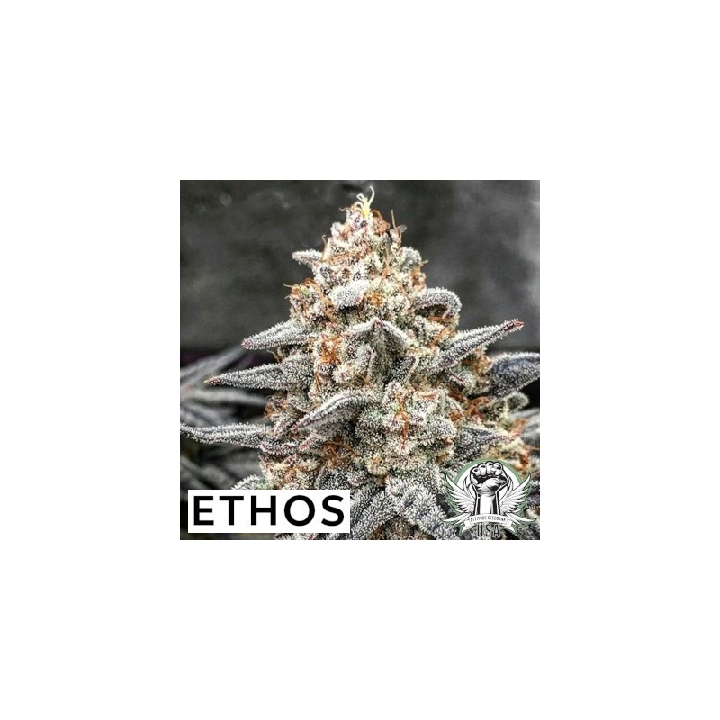 White Wedding RBX Femminizzata - Ethos Genetics