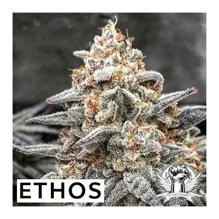 White Wedding RBX Femminizzata - Ethos Genetics