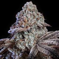Psy-Op R1 Femminizzata - Ethos Genetics