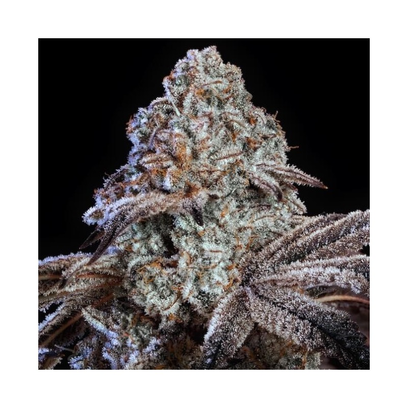 Psy-Op R1 Femminizzata - Ethos Genetics