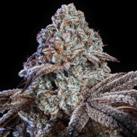 Psy-Op R1 Femminizzata - Ethos Genetics