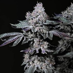 Nuggz R1 Femminizzata - Ethos Genetics