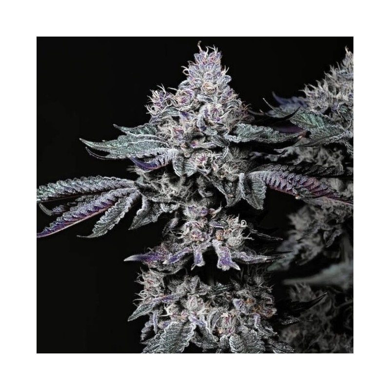 Nuggz R1 Femminizzata - Ethos Genetics