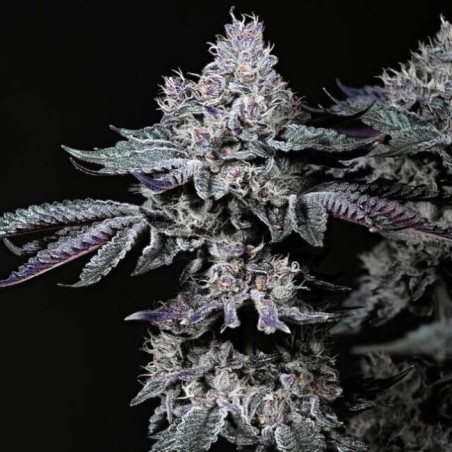 Nuggz R1 Femminizzata - Ethos Genetics
