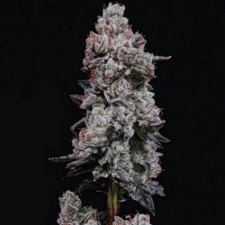 Lemon Cherry Gelato RF3 Auto Autofiorente - Ethos Genetics