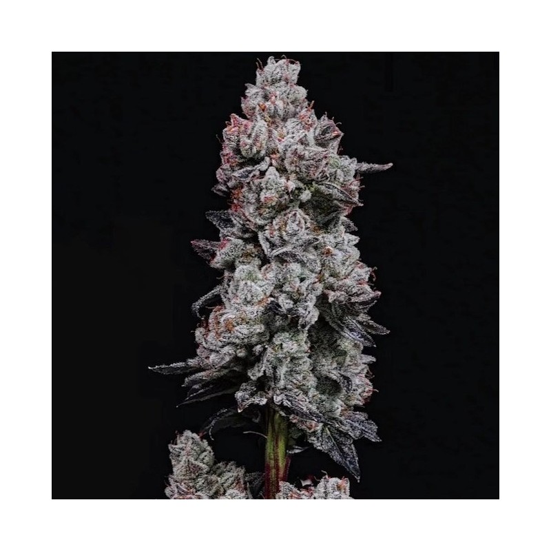 Lemon Cherry Gelato RF3 Auto Autofiorente - Ethos Genetics