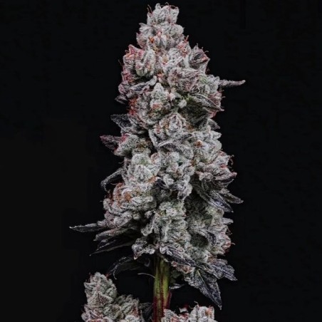 Lemon Cherry Gelato RF3 Auto Autofiorente - Ethos Genetics
