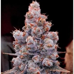 Banana Jealousy RF3 Auto Autofiorente - Ethos Genetics