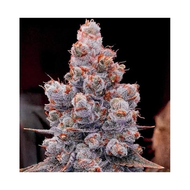 Banana Jealousy RF3 Auto Autofiorente - Ethos Genetics