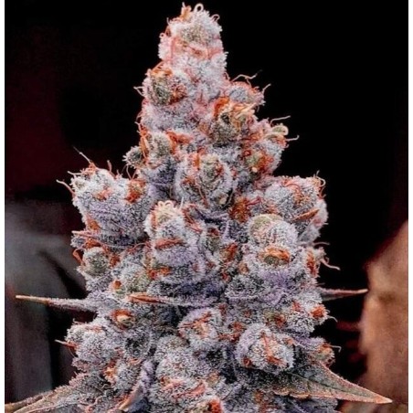 Banana Jealousy RF3 Auto Autofiorente - Ethos Genetics