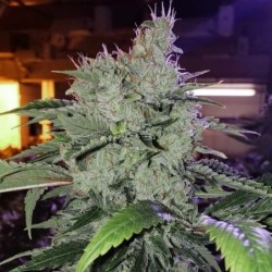 Chem Funk R1 Femminizzata - Ethos Genetics