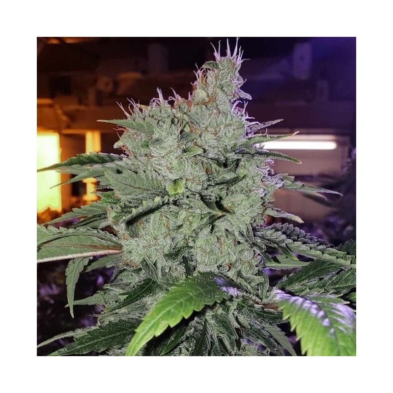 Chem Funk R1 Femminizzata - Ethos Genetics