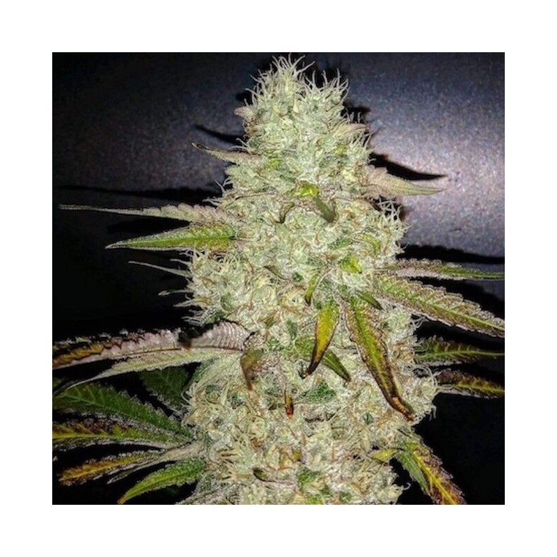 Toasted R1 Femminizzata - Ethos Genetics