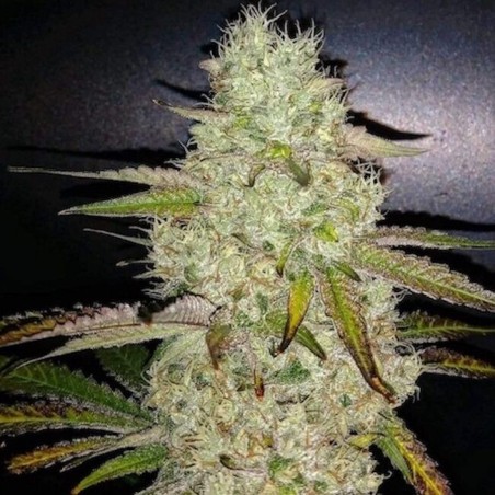 Toasted R1 Femminizzata - Ethos Genetics