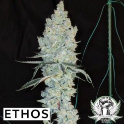 Lemon Cherry Pie R1 Femminizzata - Ethos Genetics