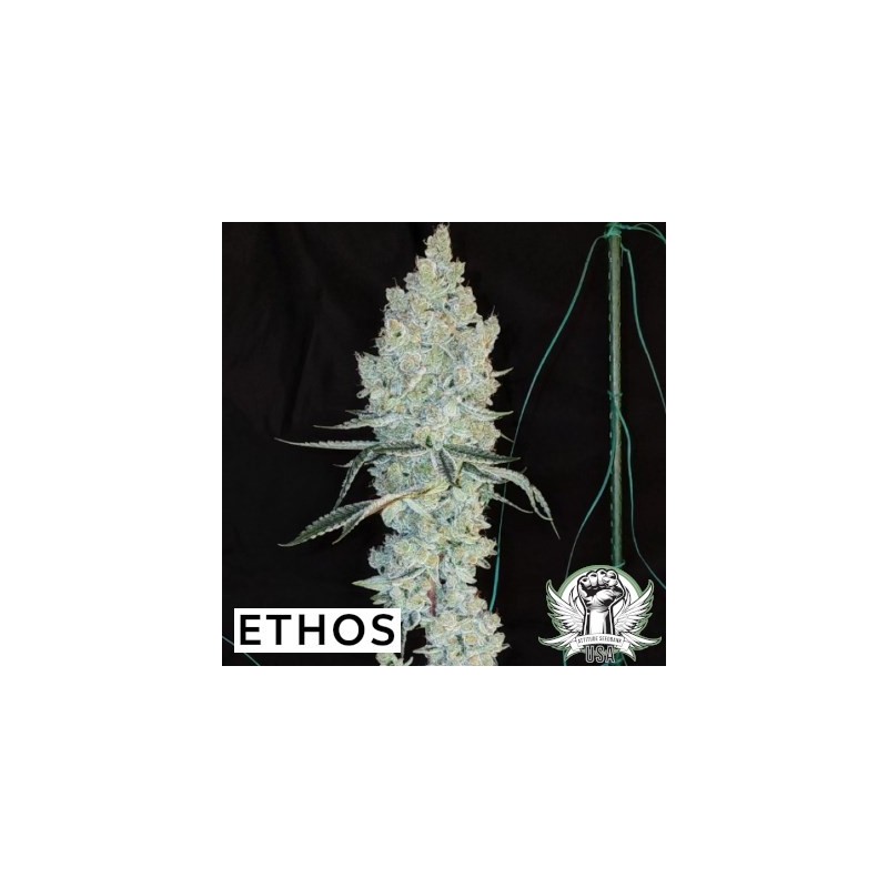 Lemon Cherry Pie R1 Femminizzata - Ethos Genetics