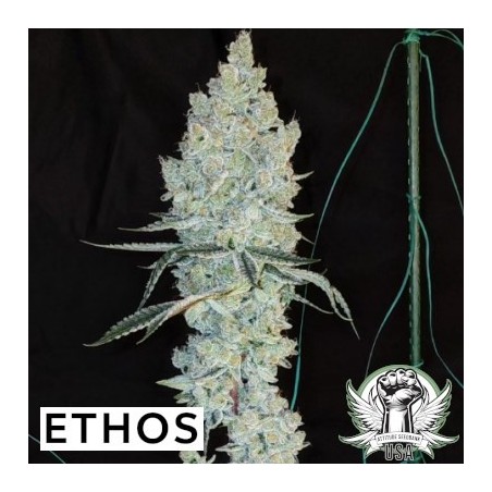 Lemon Cherry Pie R1 Femminizzata - Ethos Genetics
