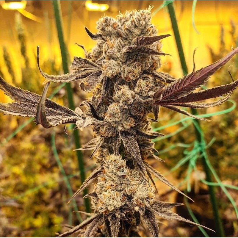 Dip N' Stax RBX1 Femminizzata - Ethos Genetics