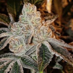Johnny Dang R1 Femminizzata - Ethos Genetics