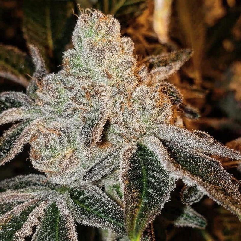 Johnny Dang R1 Femminizzata - Ethos Genetics