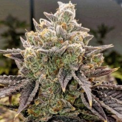 Bubble Gummy Auto Autofiorente - Ethos Genetics