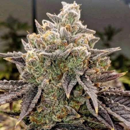 Bubble Gummy Auto Autofiorente - Ethos Genetics