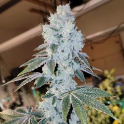 Voila Auto Autofiorente - Ethos Genetics