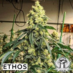 Sour G R1 Femminizzata - Ethos Genetics