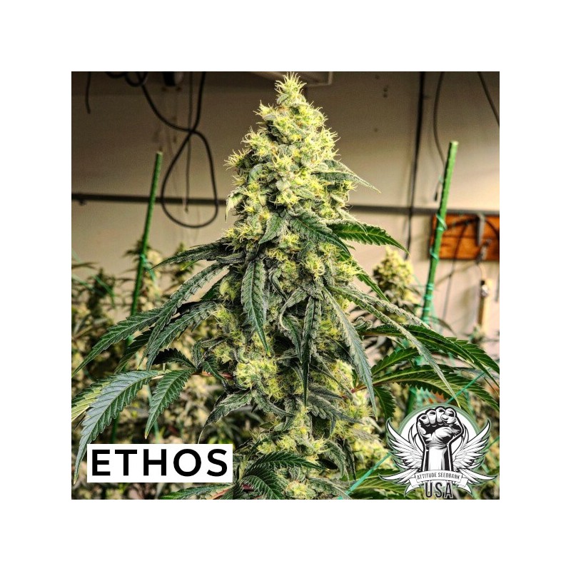 Sour G R1 Femminizzata - Ethos Genetics