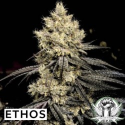 Pillows R1 Femminizzata - Ethos Genetics