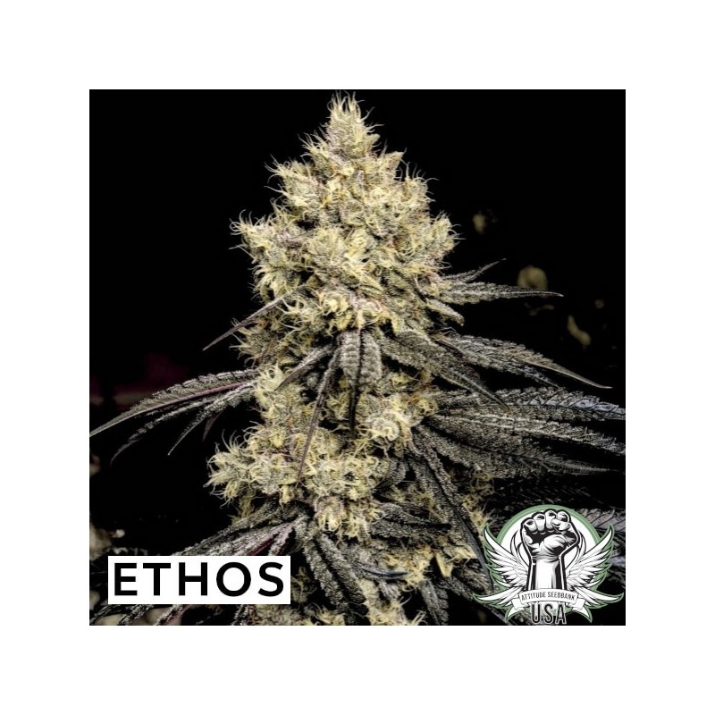 Pillows R1 Femminizzata - Ethos Genetics