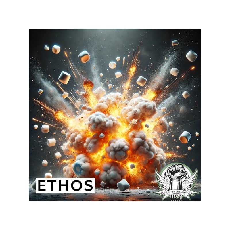 Marshmallow OG Multi-Pack Femminizzata - Ethos Genetics