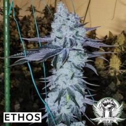 All The Sauces R1 Femminizzata - Ethos Genetics