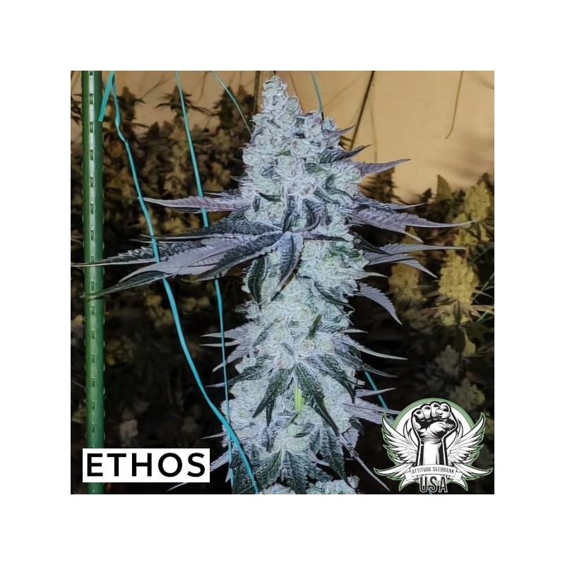 All The Sauces R1 Femminizzata - Ethos Genetics