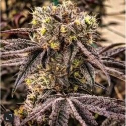 M.C. Nuggets R1 Femminizzata - Ethos Genetics