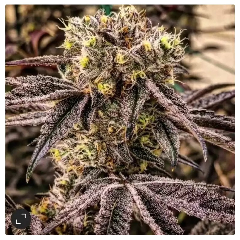 M.C. Nuggets R1 Femminizzata - Ethos Genetics