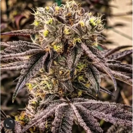 M.C. Nuggets R1 Femminizzata - Ethos Genetics