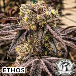 M.C. Nuggets R1 Femminizzata - Ethos Genetics
