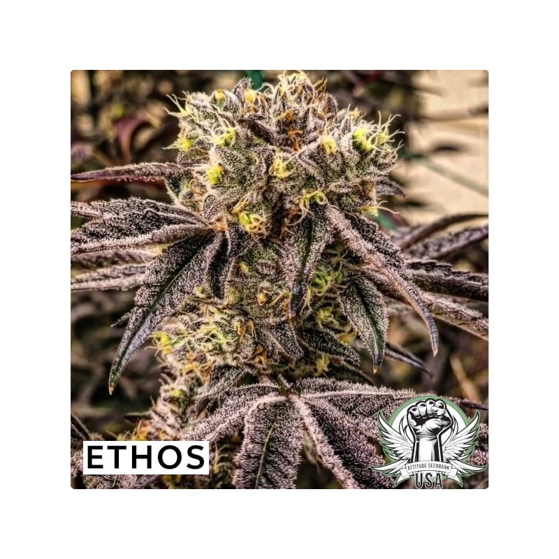 M.C. Nuggets R1 Femminizzata - Ethos Genetics