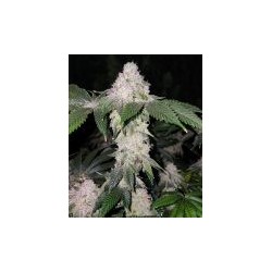 Wrank S1 Femminizzata - Ethos Genetics